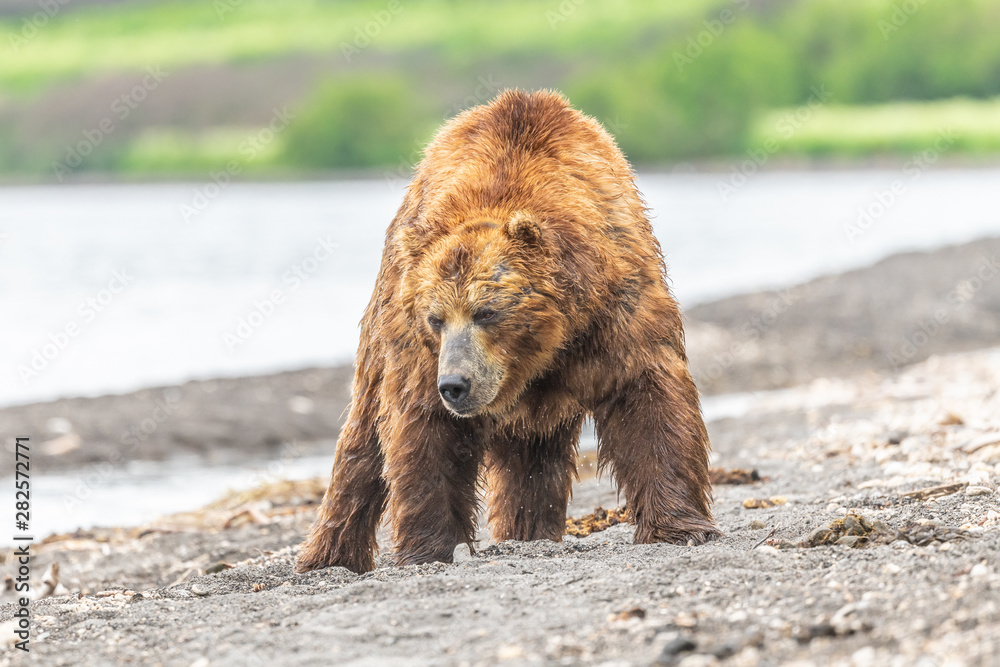 Obraz premium Ruling the landscape, brown bears of Kamchatka (Ursus arctos beringianus)