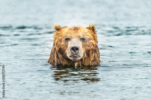 Rządząc krajobrazem, niedźwiedzie brunatne Kamczatki (Ursus arctos beringianus)