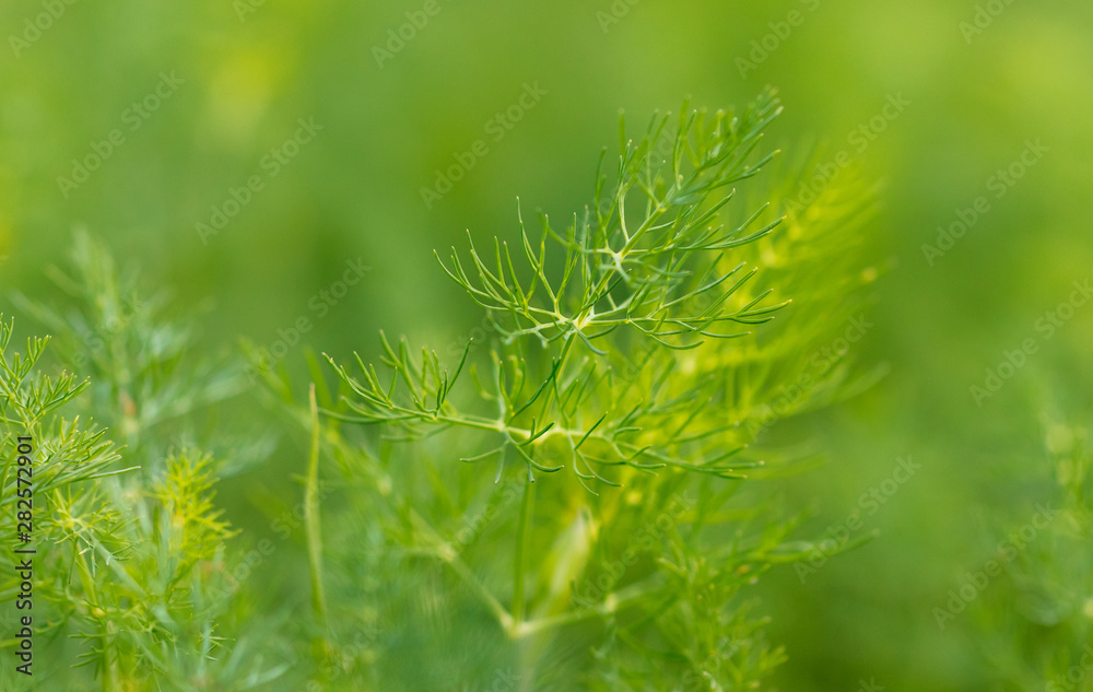 Green leaves on dill as a background Green leaves on dill as a background