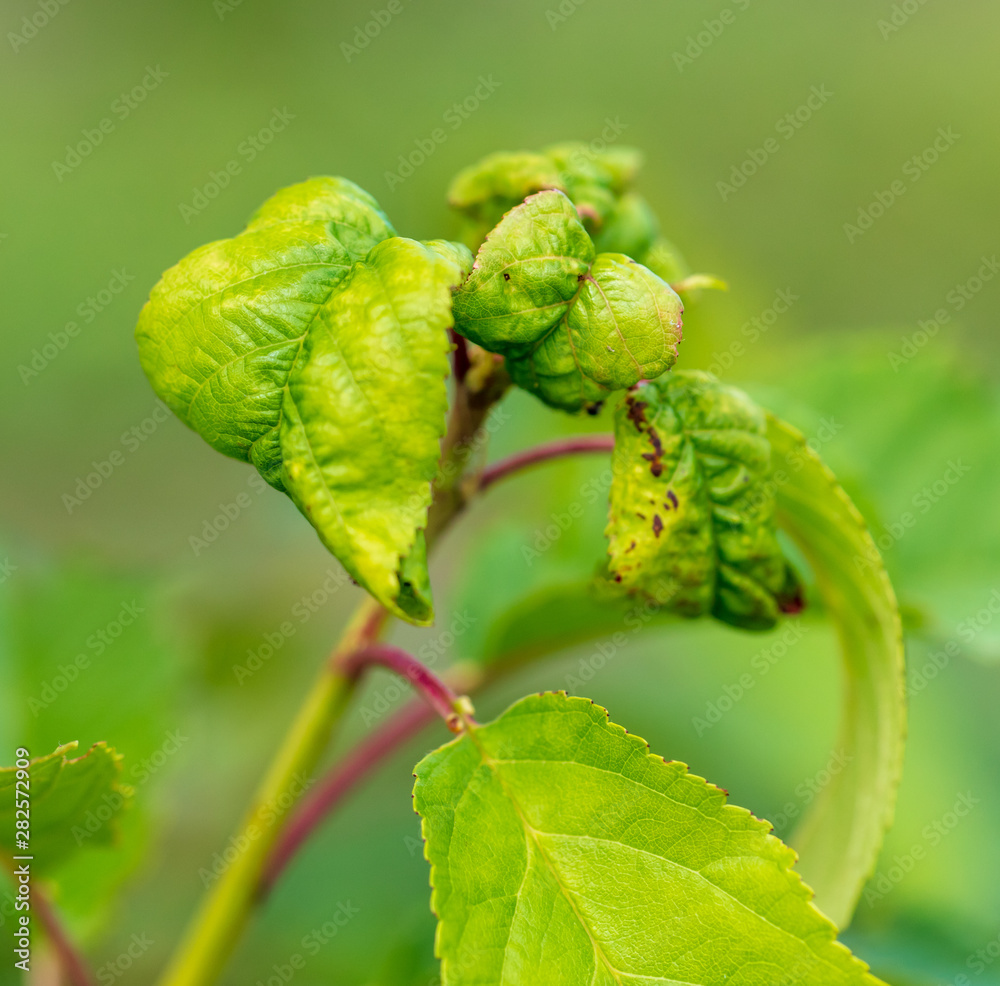 Aphids eat leaves on cherry branches