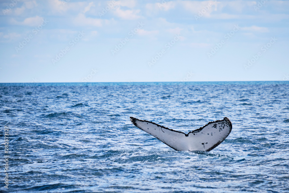 Fototapeta premium Whale swimming on the humpback highway