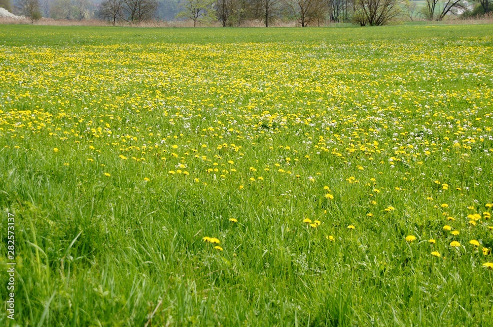 Obraz premium Wiese mit Löwenzahn
