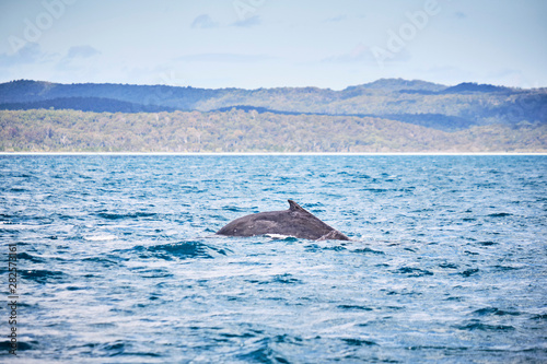 Whale swimming on the humpback highway