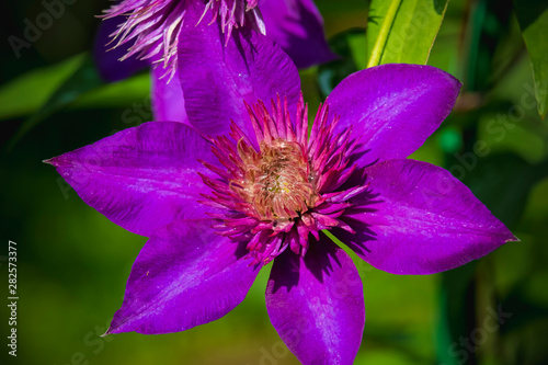 closeup of purple flower