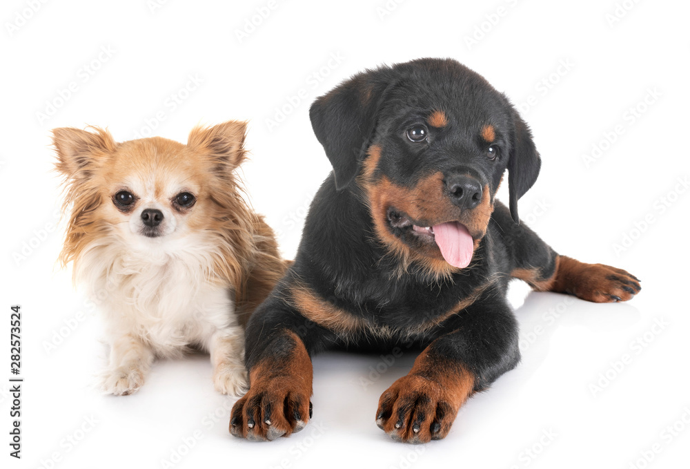 puppy rottweiler and chihuahua in studio