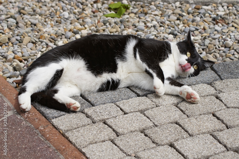 Schwarzweiße Katze liegend mit schleckender Zunge