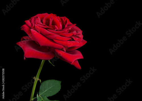 Red rose on a black background