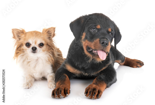 puppy rottweiler and chihuahua in studio