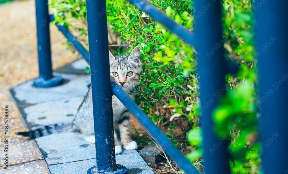 Close-up of a stray cute kitten hidden behind a pillar