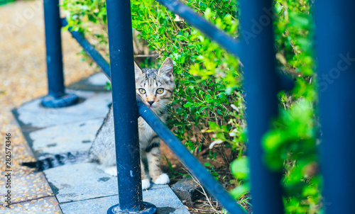 Close-up of a stray cute kitten hidden behind a pillar