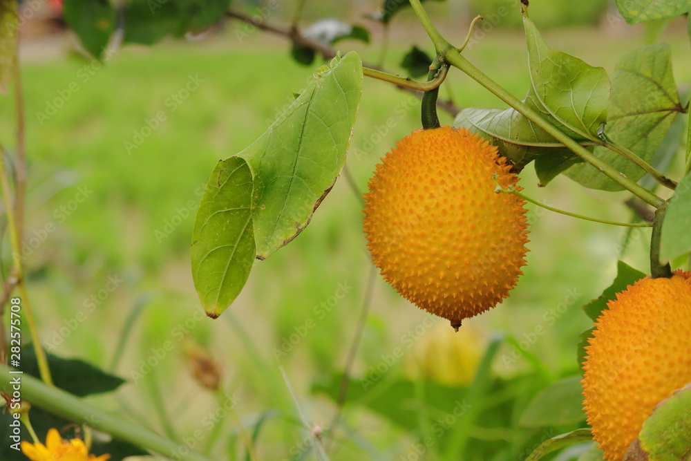 yellow flower in the garden yellow flower in the garden
