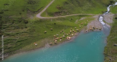 Aerial, tracking, drone shot, overlooking cows, grazing at a blue, alpine lake, on a sunny, summer day, at Col du Tourmalet mountain pass, in the Hautes Pyrenees mountains, in France photo