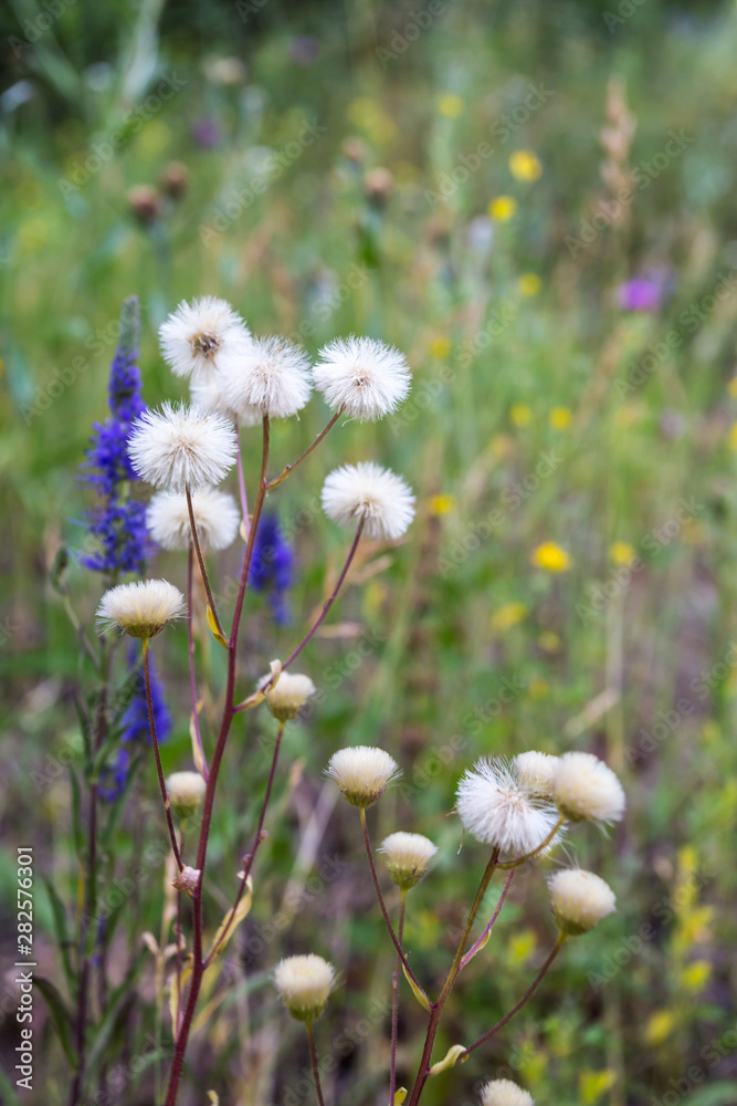 white flowers in field