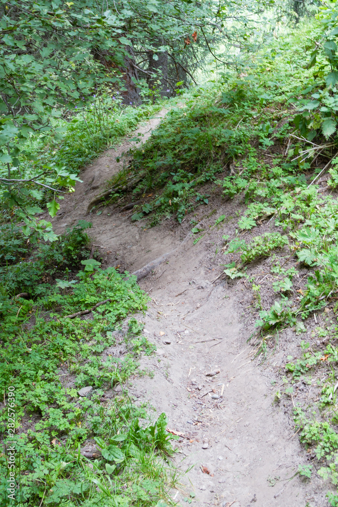 Obraz premium path in the forest