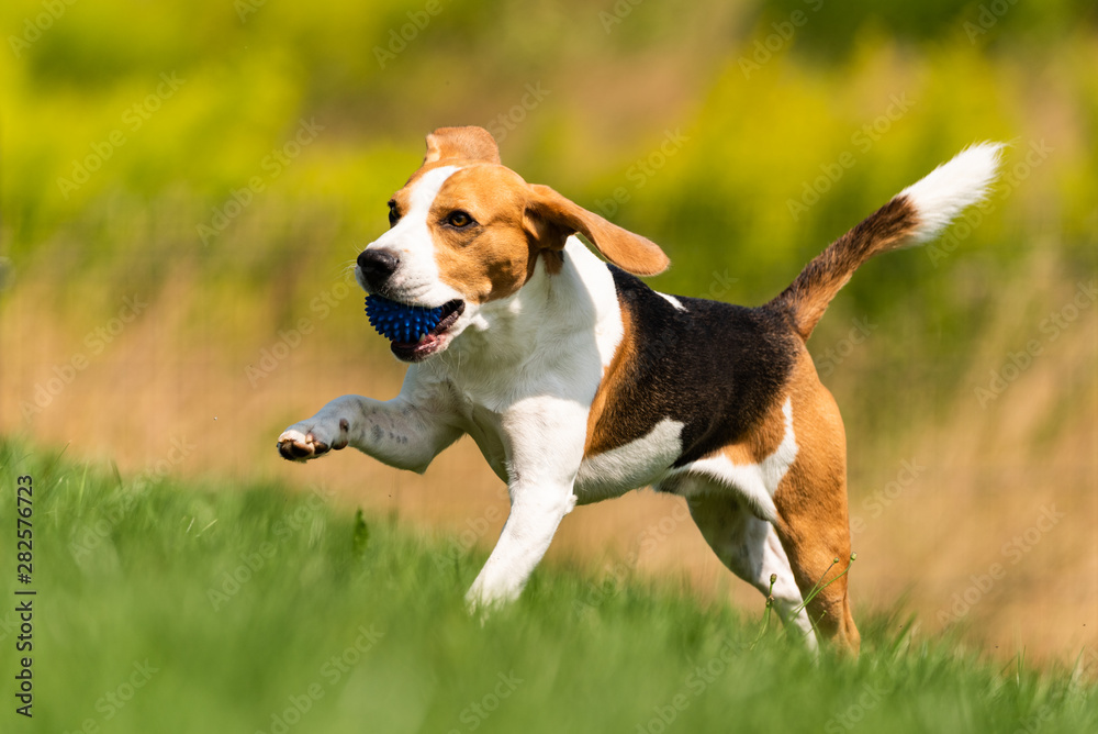Beagle dog runs through green meadow with a ball