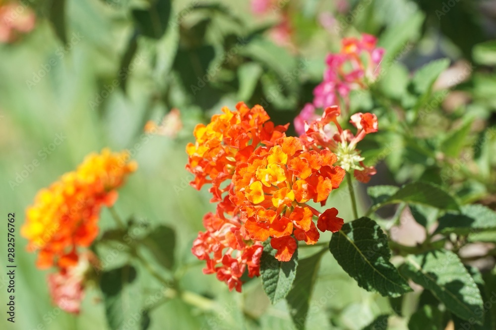 Lantana camara flower in nature garden Lantana camara flower in nature garden