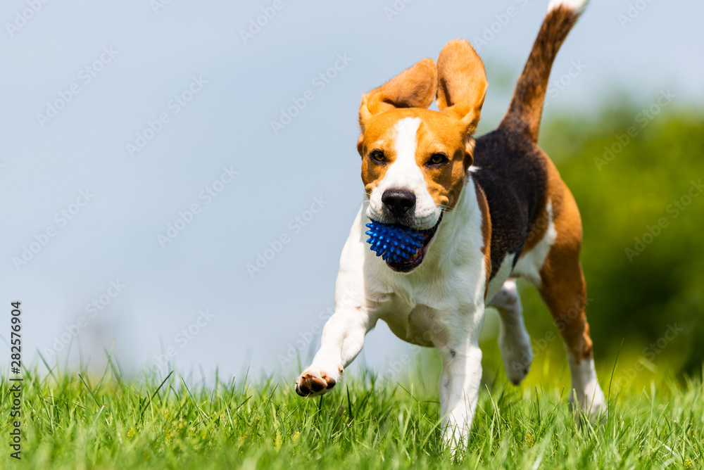 Beagle dog runs through green meadow towards camera.