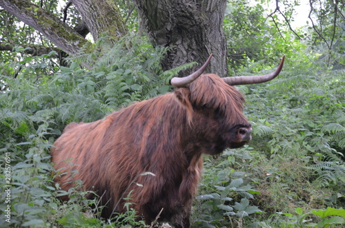 Vache Highland au port de Beneden sas en zélande photo