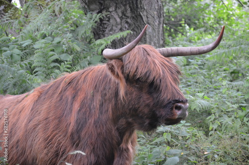 Vache Highland au port de Beneden sas en zélande photo