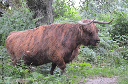 Vache Highland au port de Beneden sas en zélande photo