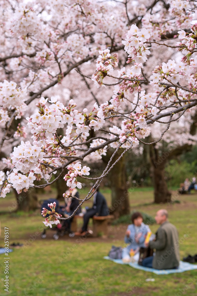 Japanese senior couple having picnic under cherry trees 東京の公園で花見をする老夫婦 Japanese senior couple having picnic under cherry trees 東京の公園で花見をする老夫婦