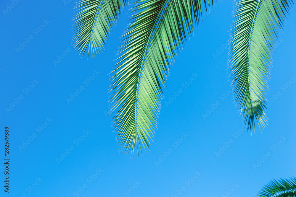 Coconut palm leaves  with blue sky, beautiful tropical background with copy space.