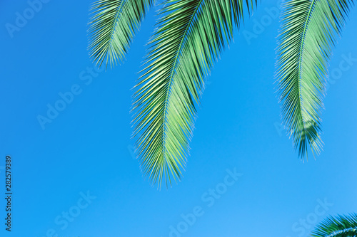 Coconut palm leaves  with blue sky  beautiful tropical background with copy space.