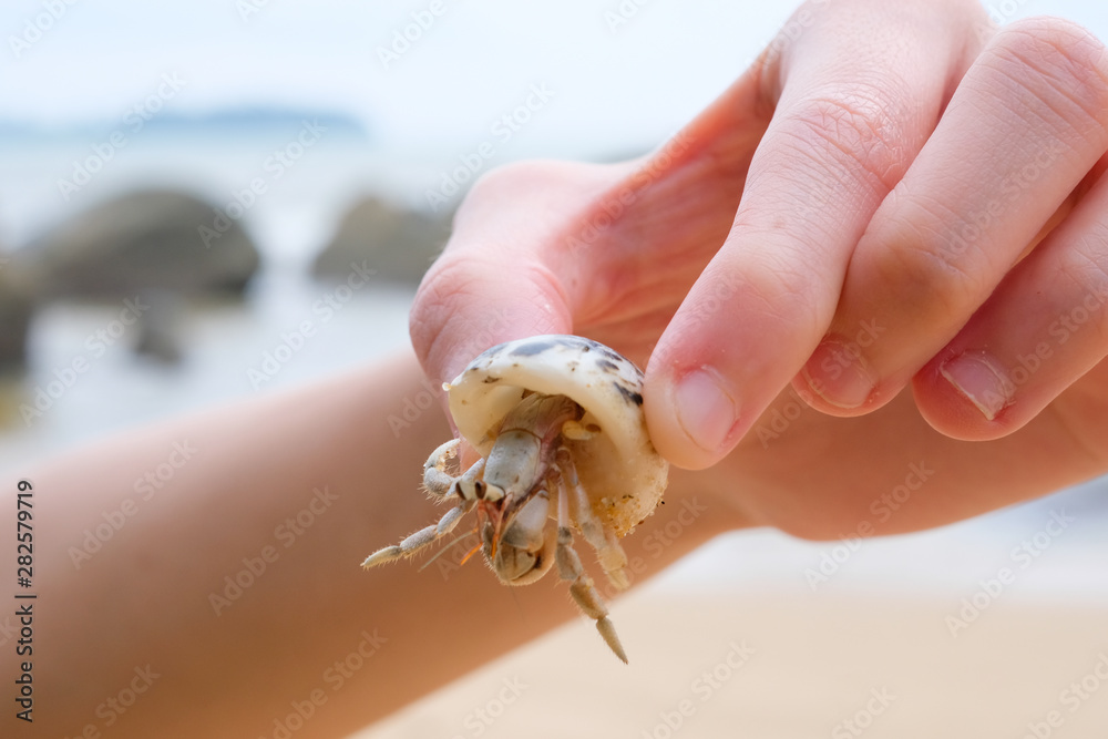 hermit crab movement on the beach with human hand holding crab.