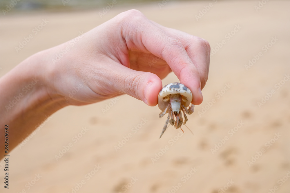 hermit crab movement on the beach with human hand holding crab. hermit crab movement on the beach with human hand holding crab.