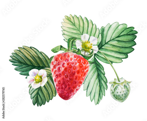 Watercolor red juicy strawberry with leaves. Food background, painted bright composition. Hand drawn food illustration. Fruit print. Summer sweet fruits and berries.