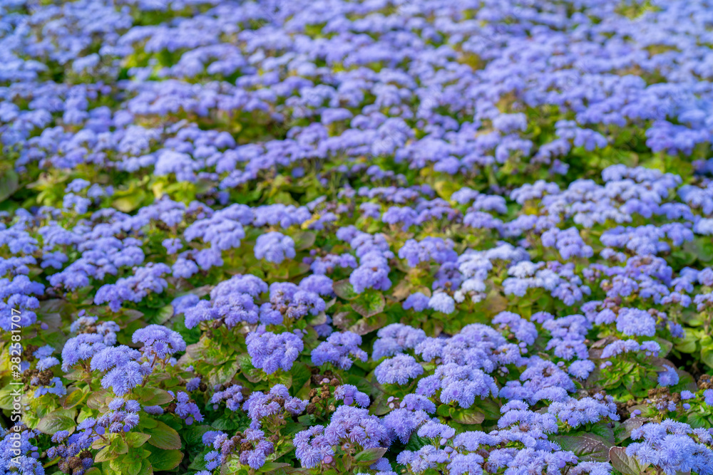 Naklejka premium Little blue flowers. Field surface texture.