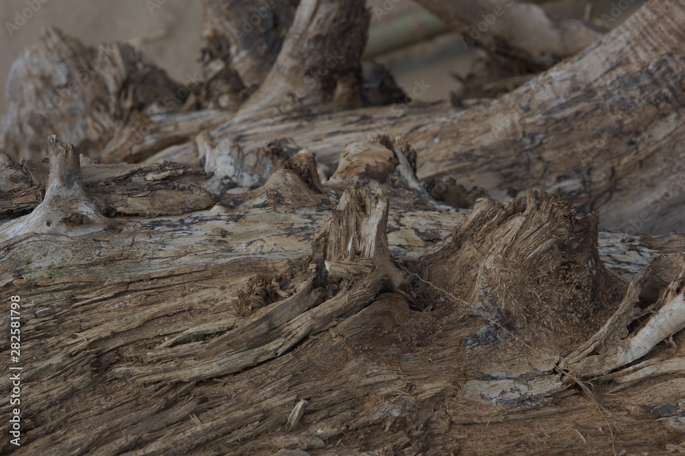 surface of old wood texture background surface of old wood texture background