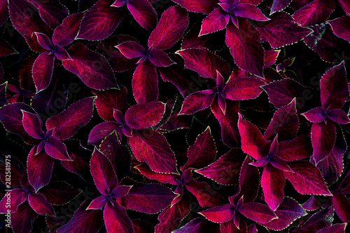 Red leaves of plants. Leaf surface texture.