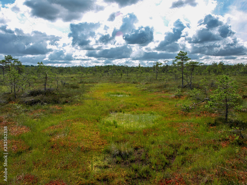 beautiful swamp with lakes, white clouds, bog moss, bog grass, Niedraju Pilkas bog, Latvia