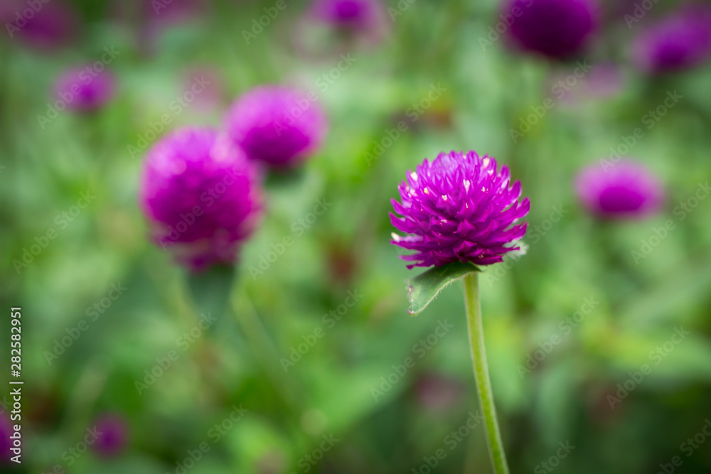 Obraz premium Globe amaranth on the hill side
