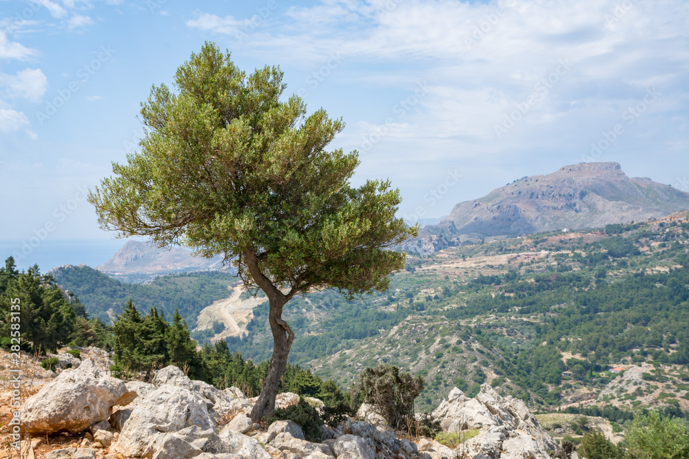An olive tree against view of Rhodes island from Tsambika hill An olive tree against view of Rhodes island from Tsambika hill
