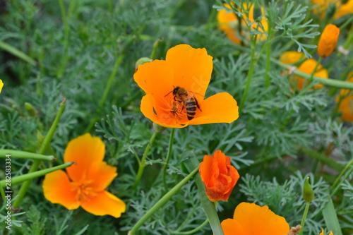 yellow flowers and bee