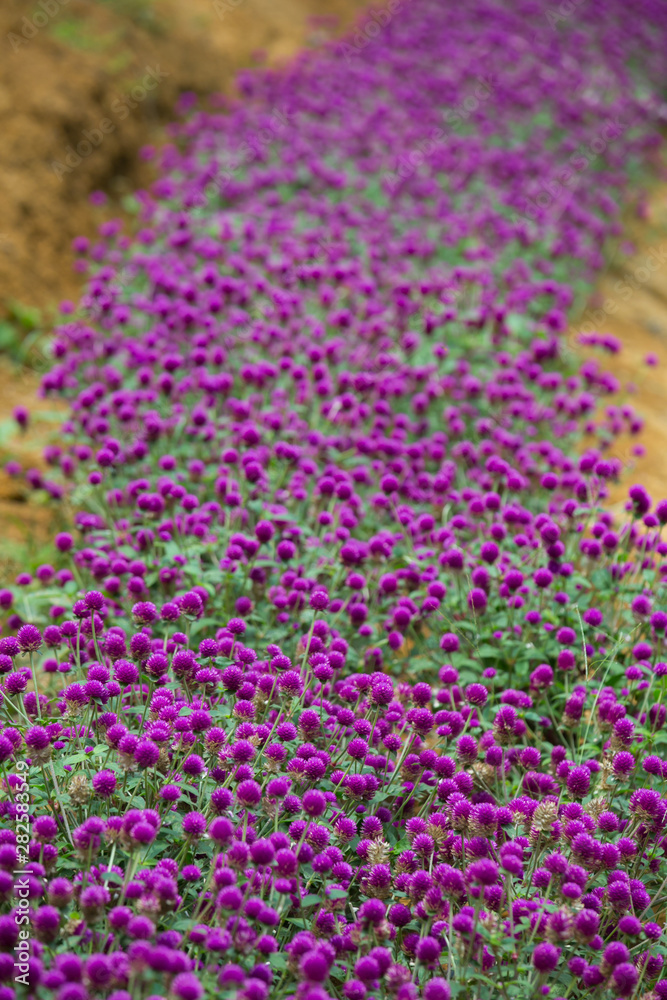 Obraz premium Globe amaranth on the hill side