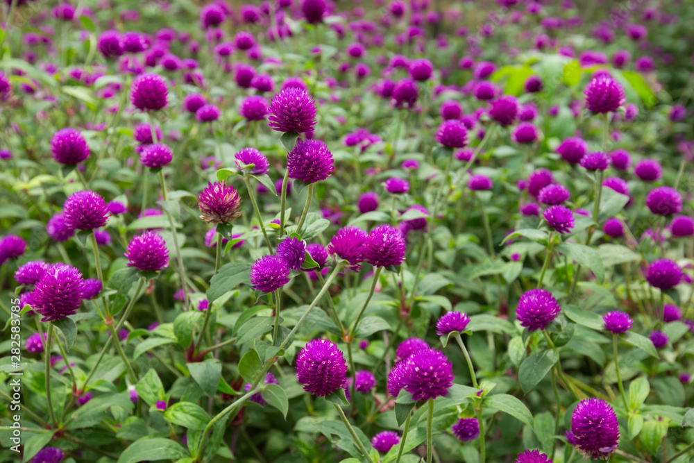 Globe amaranth on the hill side Globe amaranth on the hill side