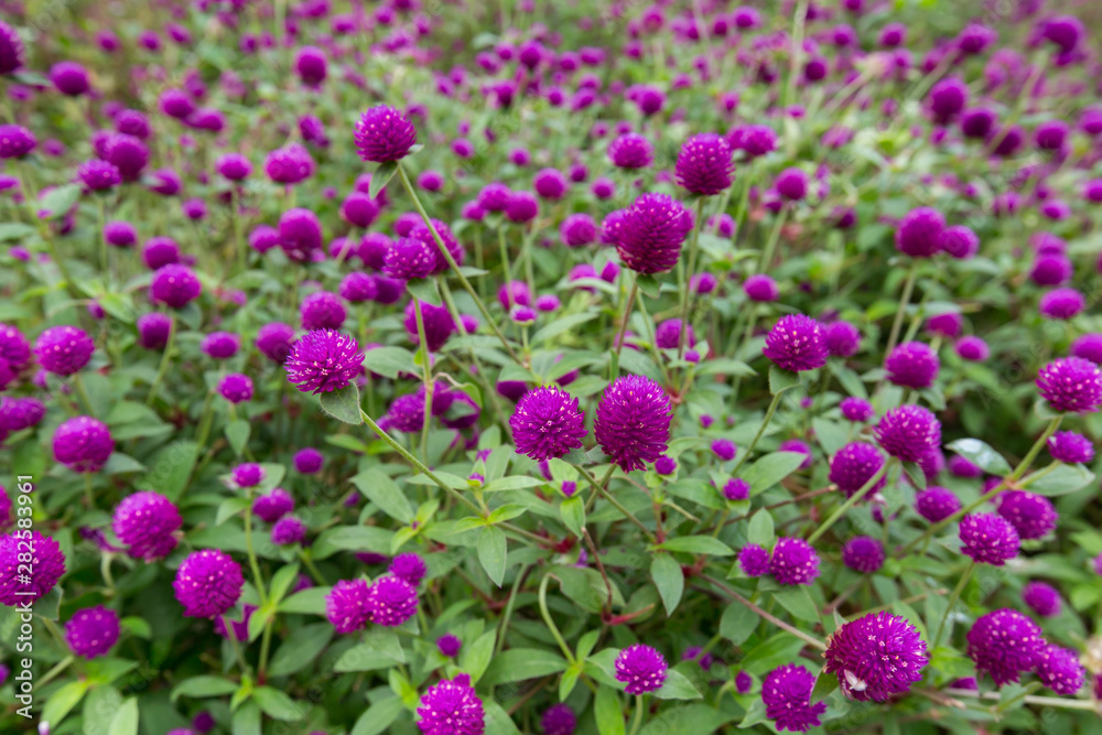 Globe amaranth on the hill side