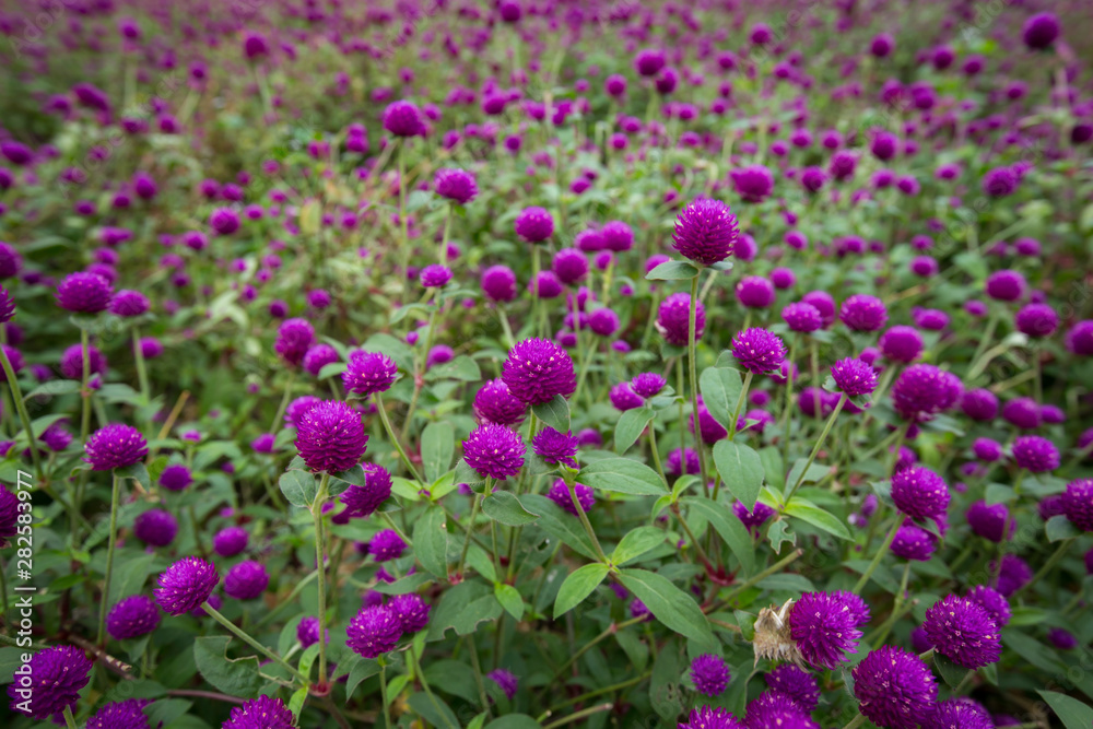 Globe amaranth on the hill side