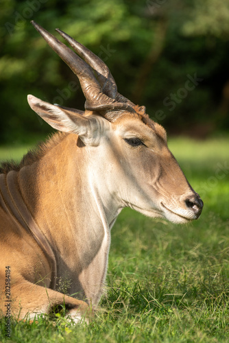 Close-up of common eland lying on grass