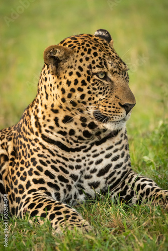Close-up of male leopard head turned right
