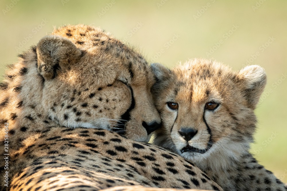 Close-up of cheetah lying asleep with cub Close-up of cheetah lying asleep with cub