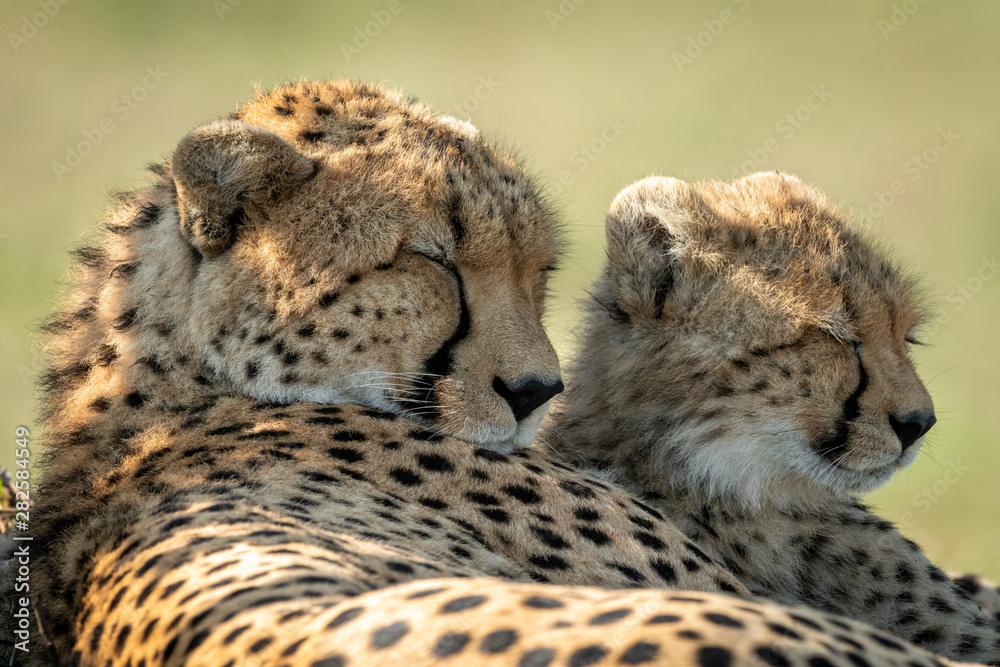 Fototapeta premium Close-up of cheetah lying asleep beside cub