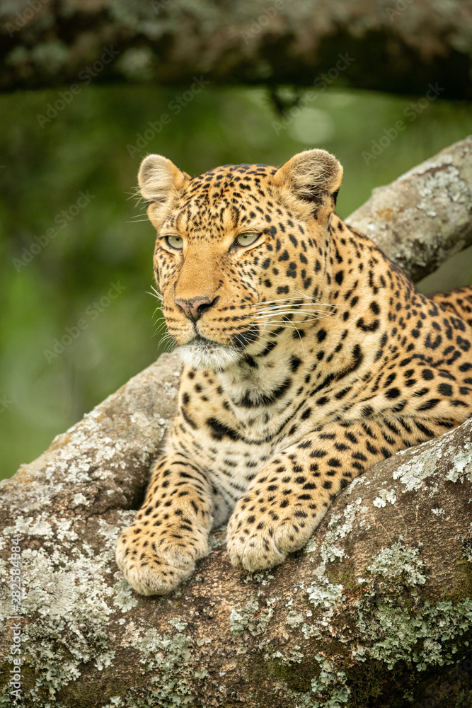 Fototapeta premium Close-up of leopard lying in lichen-covered tree