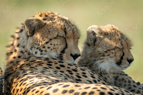 Close-up of cheetah lying asleep beside cub Fototapeta