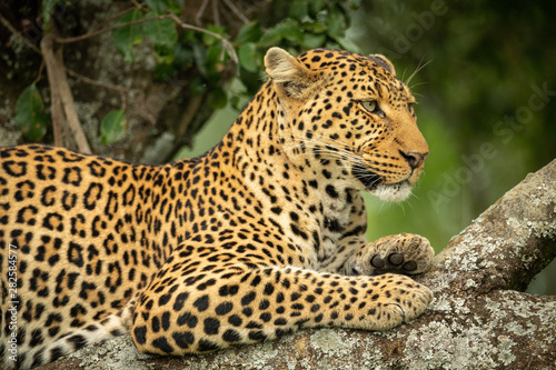 Close-up of leopard facing right in tree