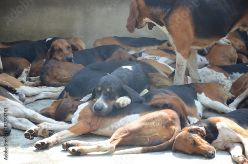 Fotografía Chien de chasse chenil Cheverny