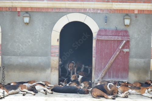 Chien de chasse chenil Cheverny photo